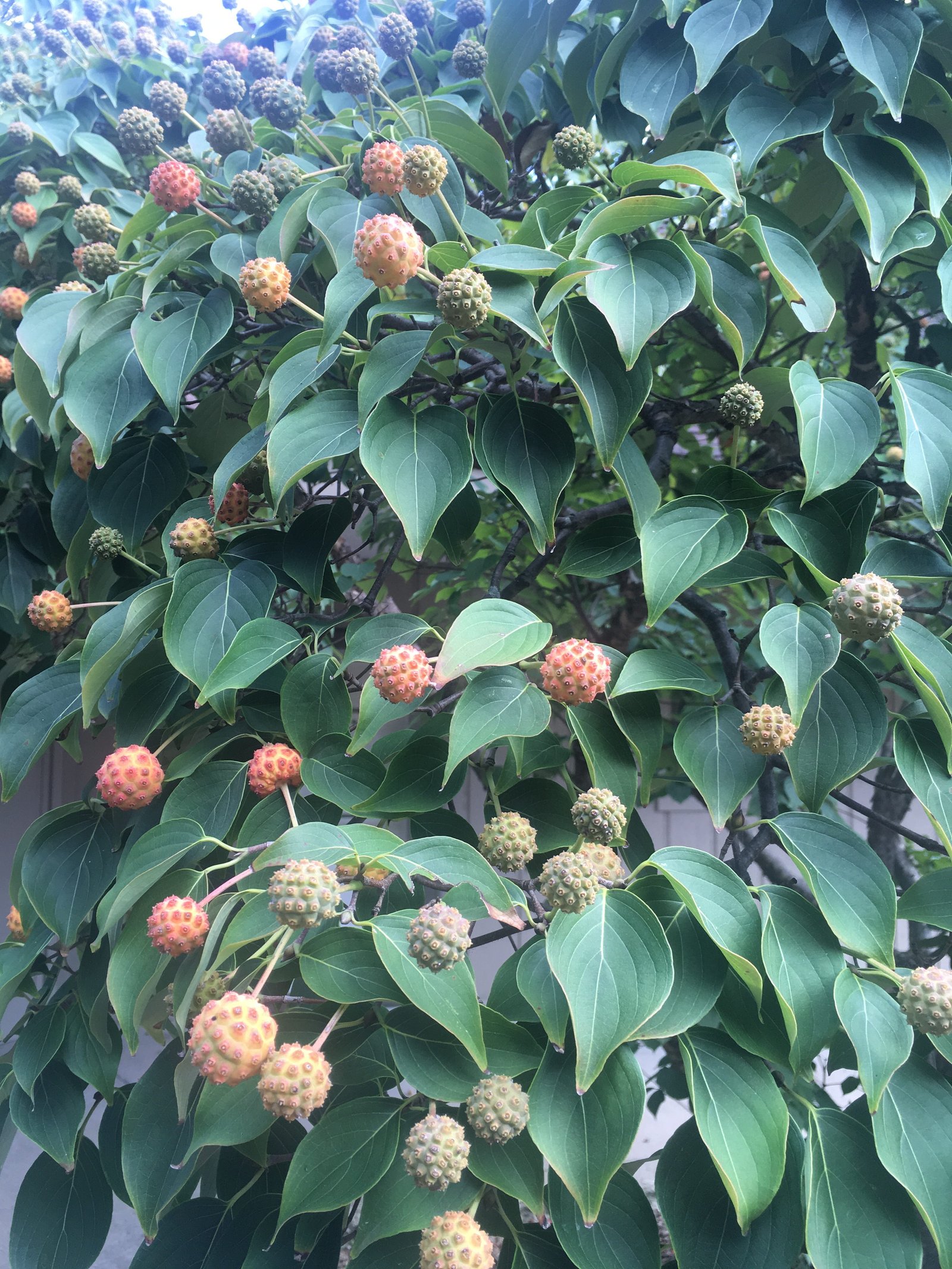 September 7, 2018 – Kousa Dogwood