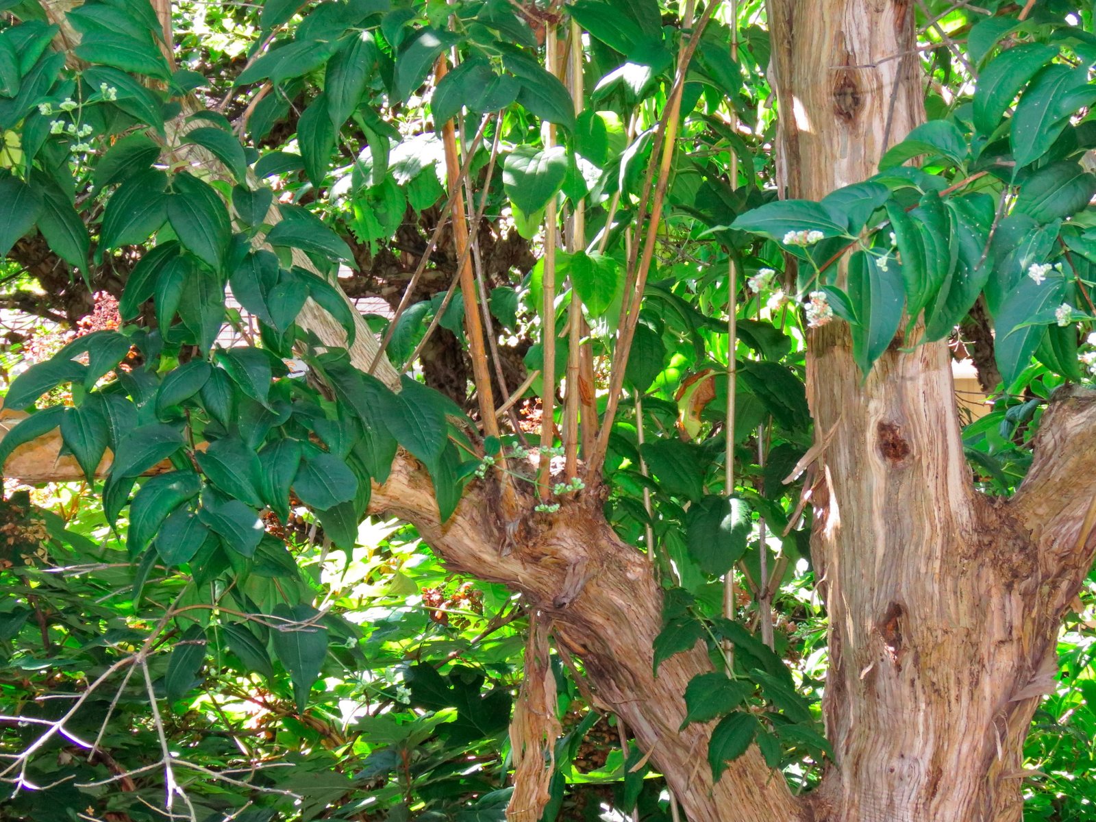 September 14, 2018 – Chinese Seven-Sons Tree