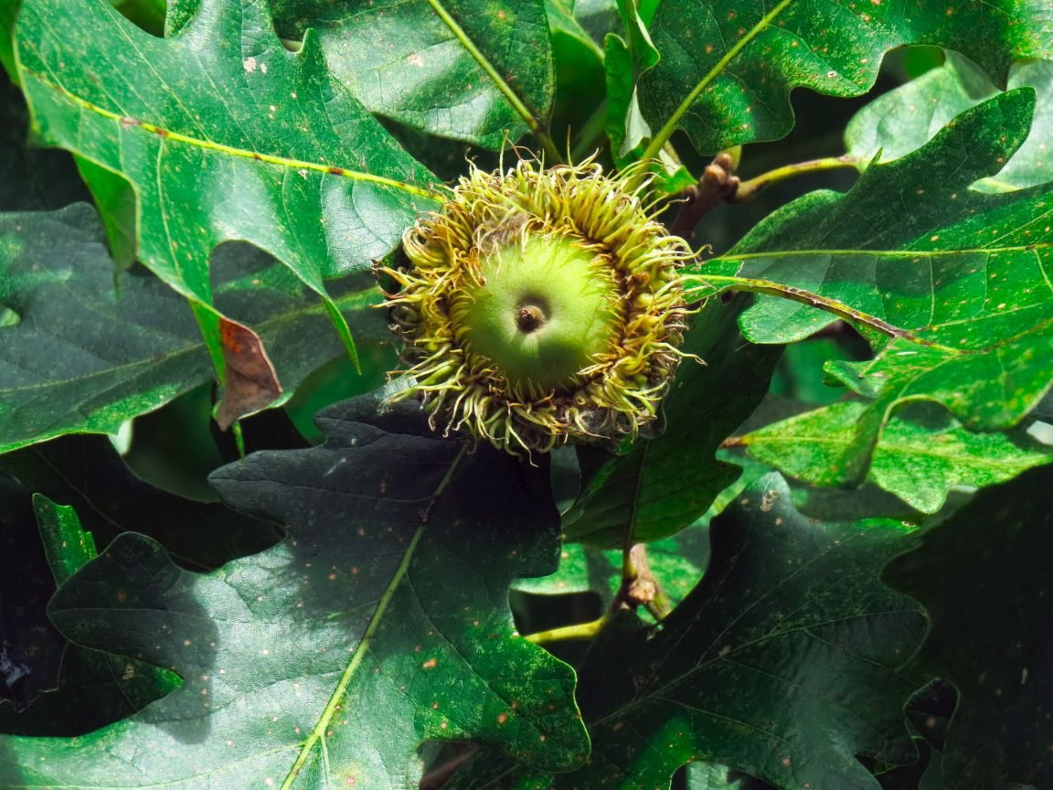 September 28, 2018 – Bur Oak