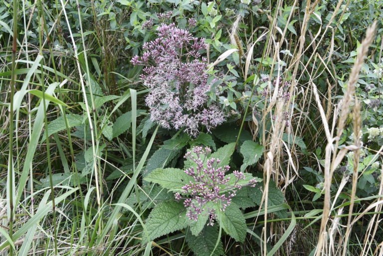 Joe Pye Weed