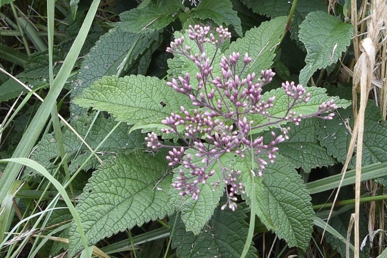 Joe Pye Weed