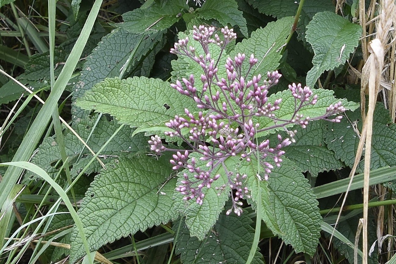 Joe Pye Weed