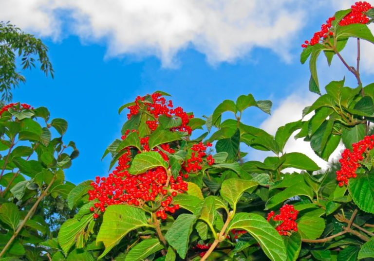 Linden viburnum