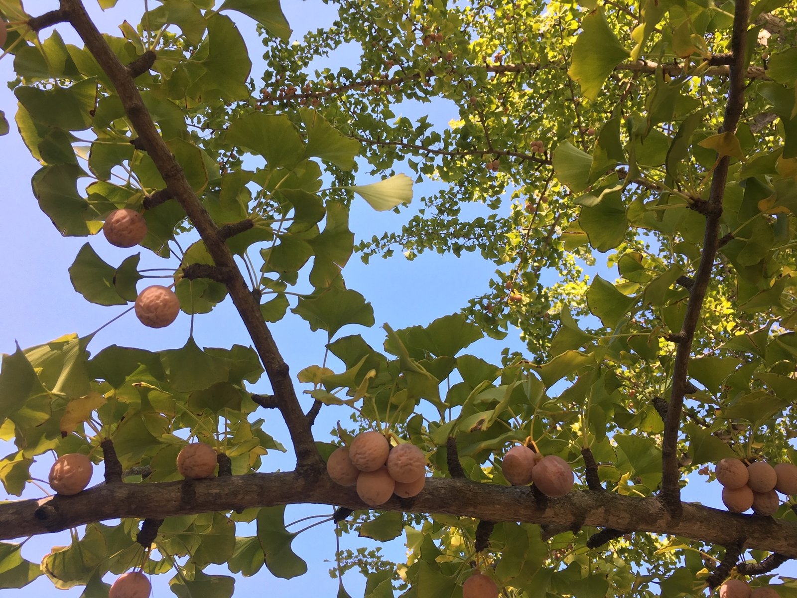 gingko