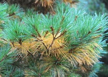 October 19, 2018 – About Pine Needles
