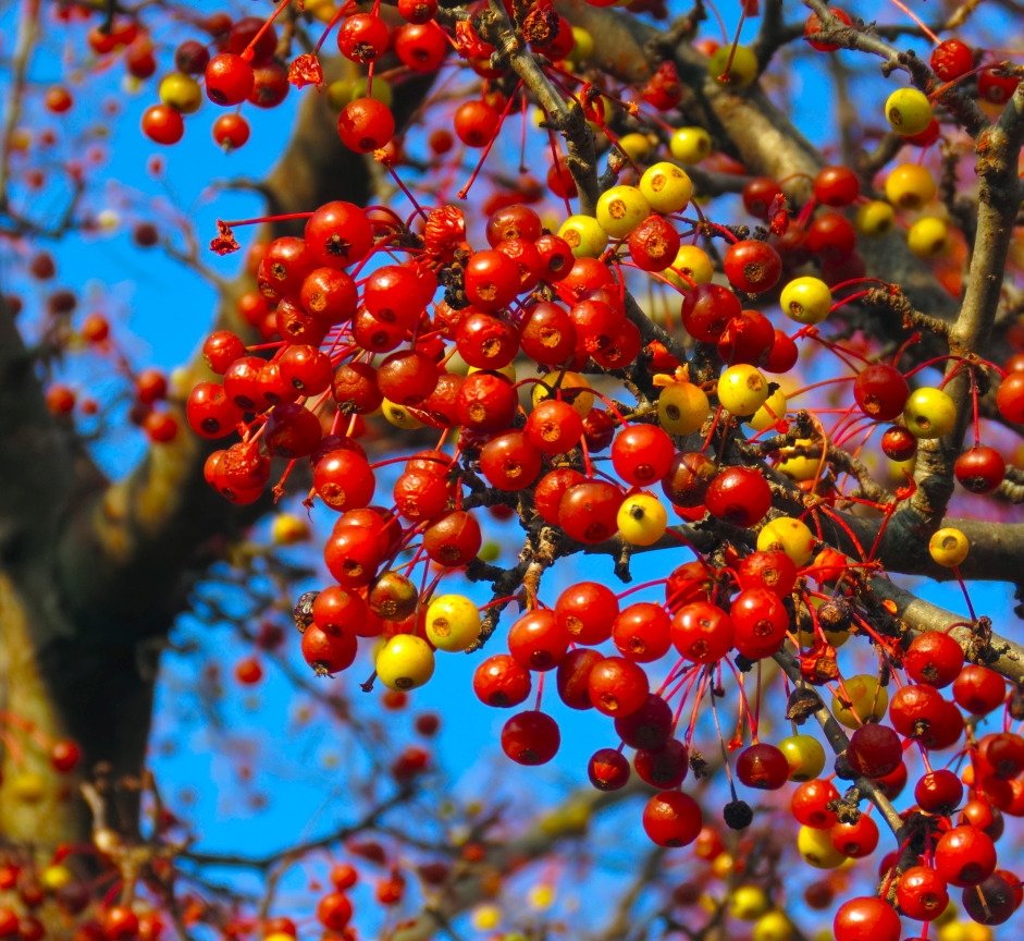 November 30, 2018 – Crabapples in winter