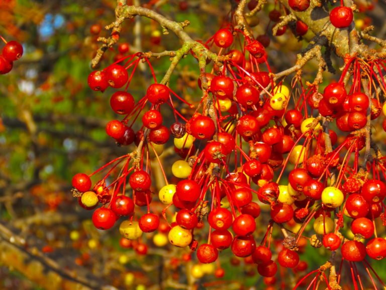 Crabapples in winter