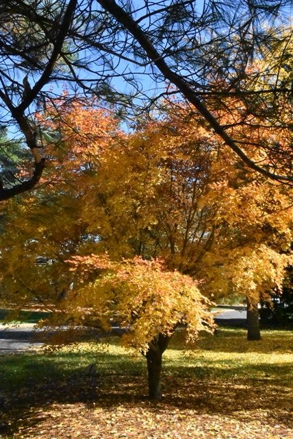 November 9, 2018 – Japanese Cutleaf Maple
