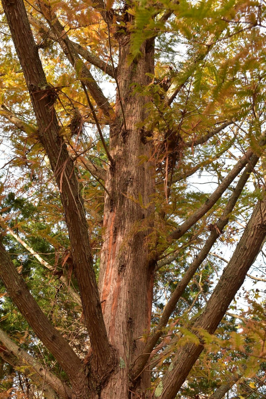 November 16, 2018 – Dawn Redwood