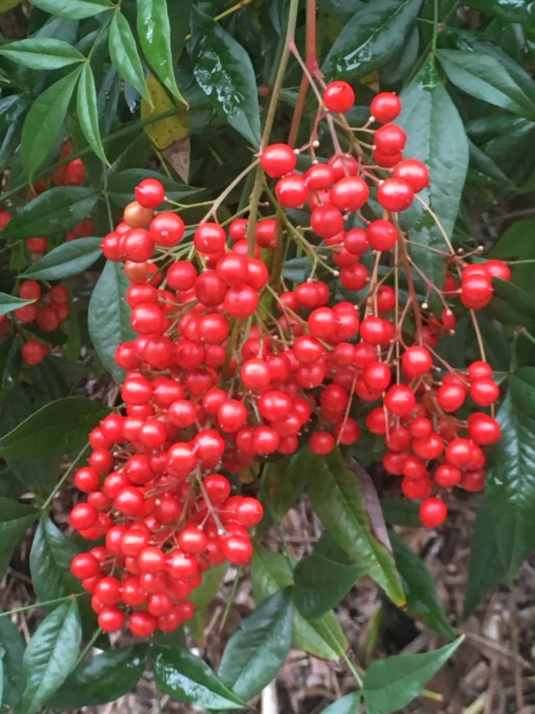 Heavenly Bamboo