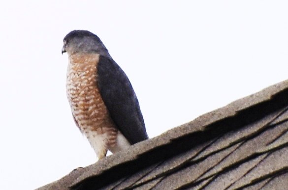 Cooper's Hawk