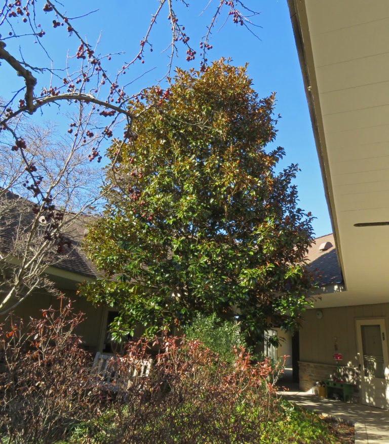 Magnolia