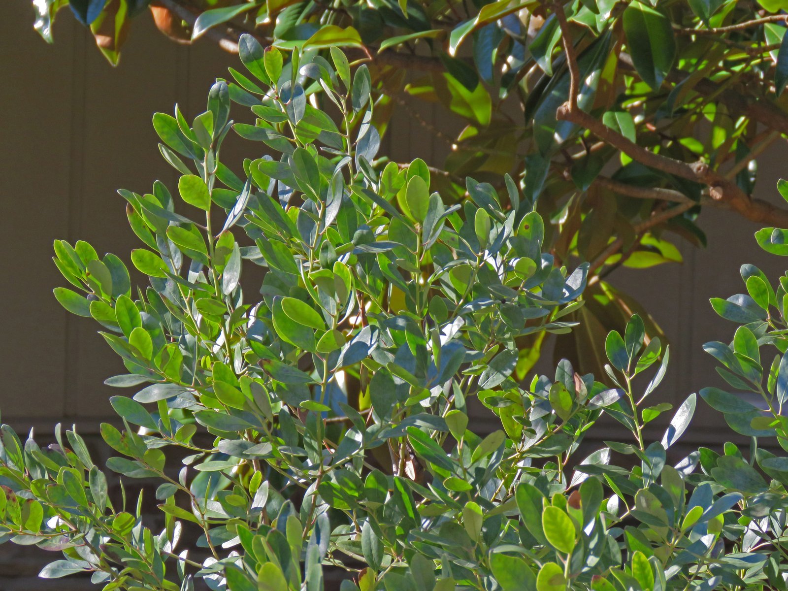 January 11, 2019 – Broadleaved Evergreens