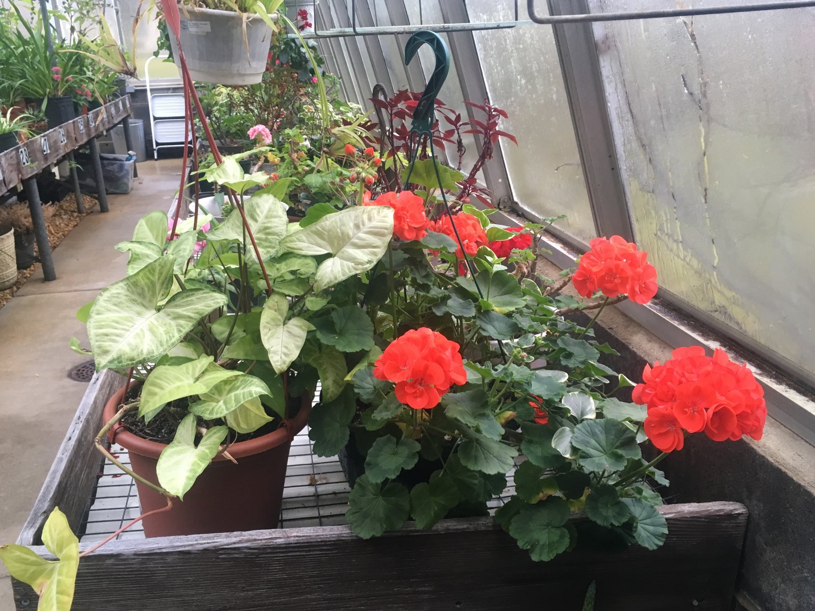 January 4, 2019 – Haddon Greenhouse