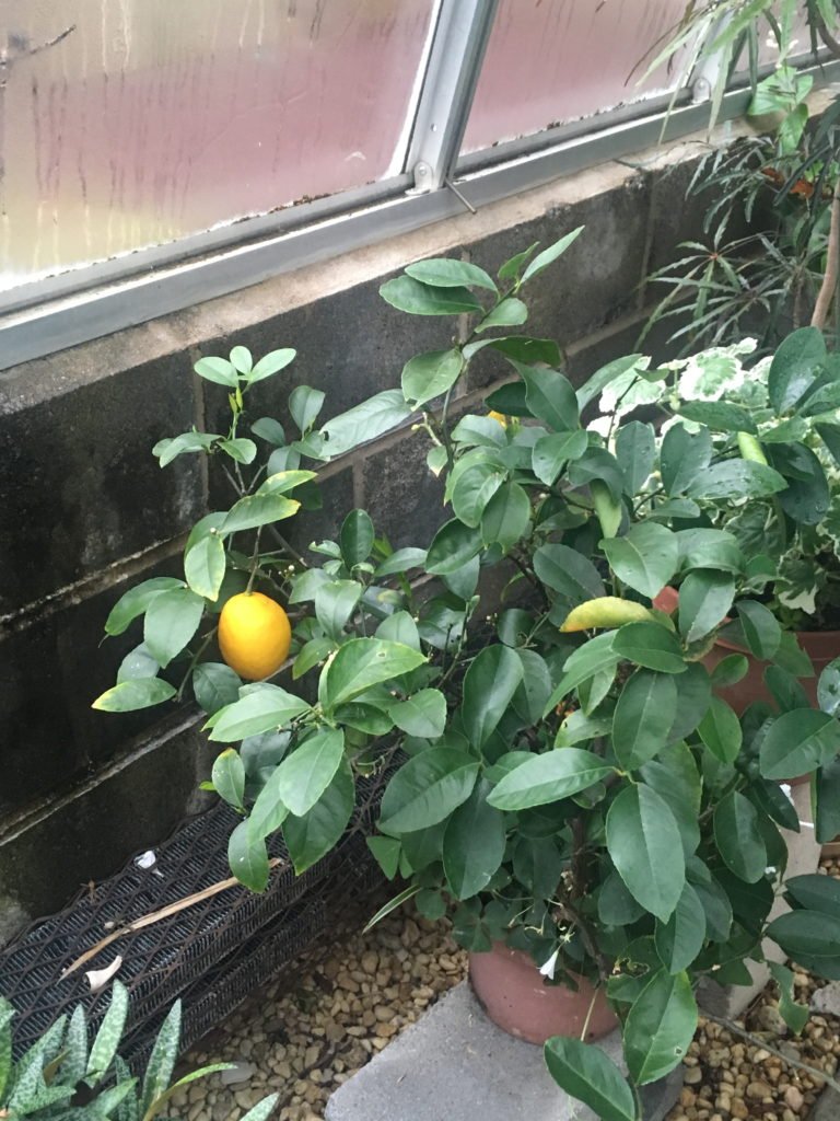 Haddon Greenhouse