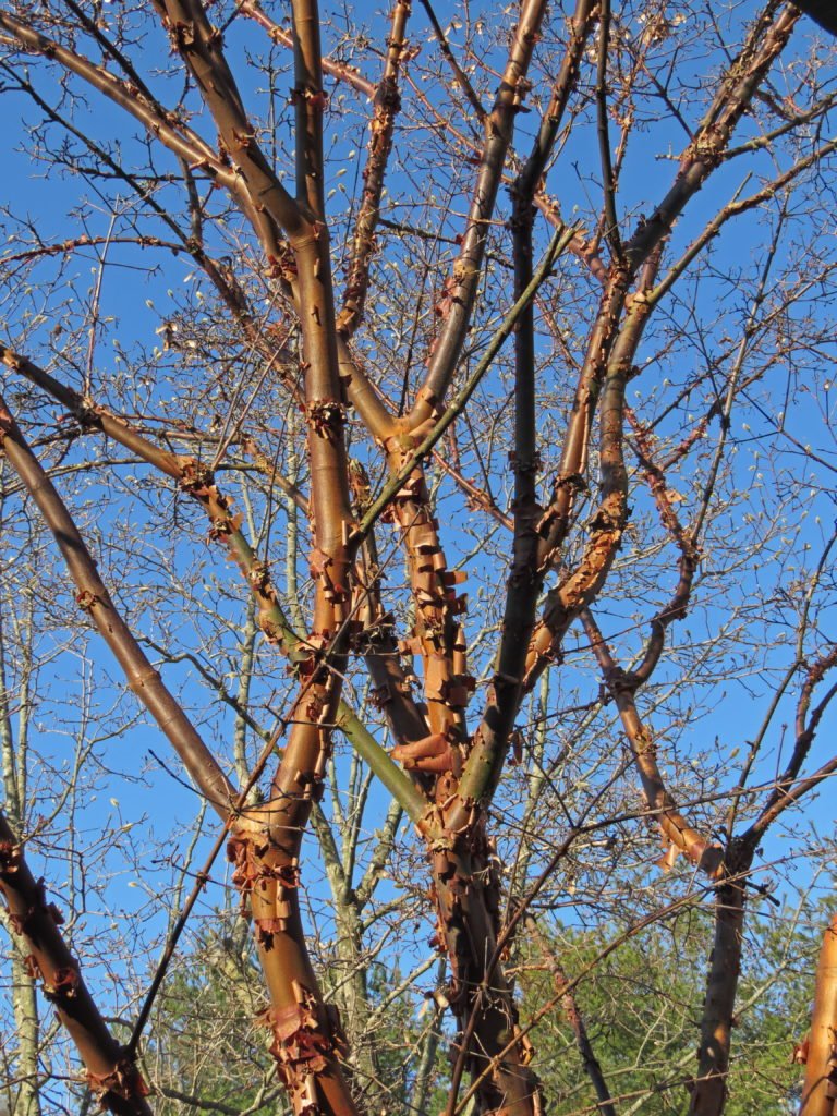 Copperbark Maple