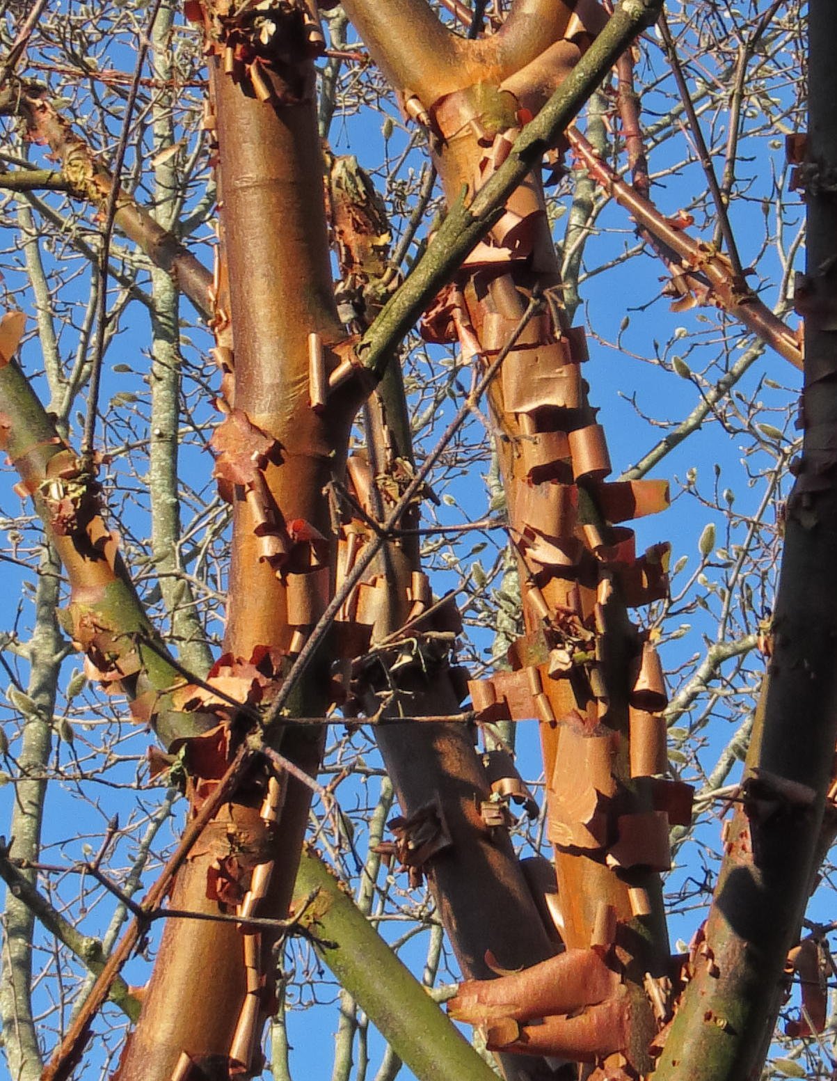 February 1, 2019 –  Paperbark Maple