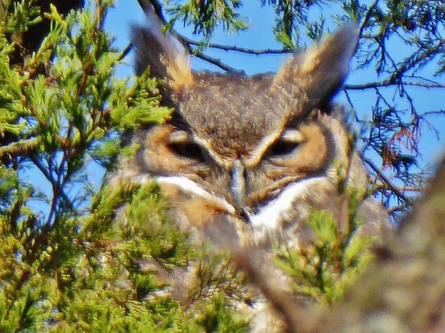 Great Horned Owl (Holly Trail roost)“WHOOOO gave you permission to take my picture?”