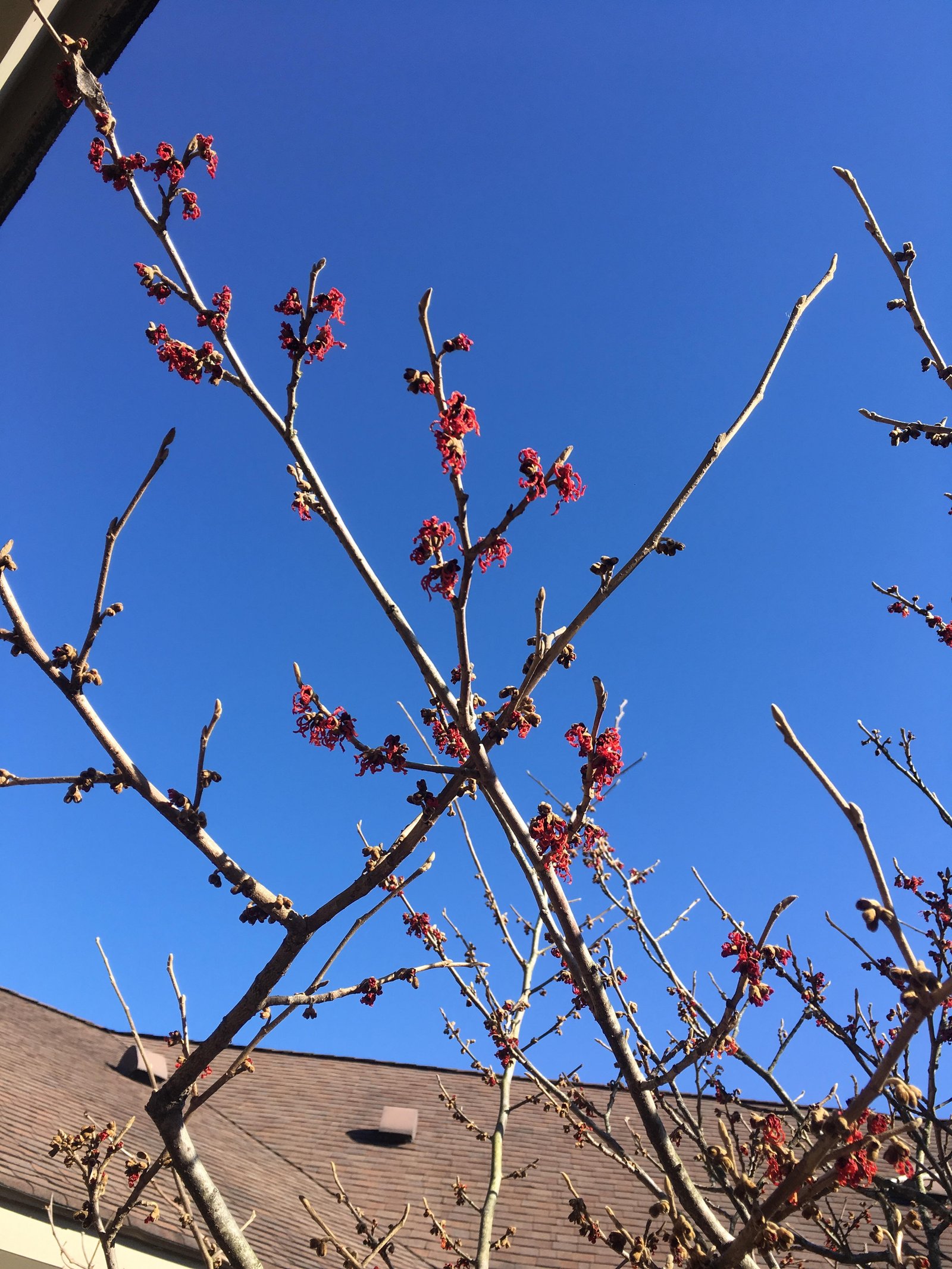 February 8, 2019 – Witch Hazel