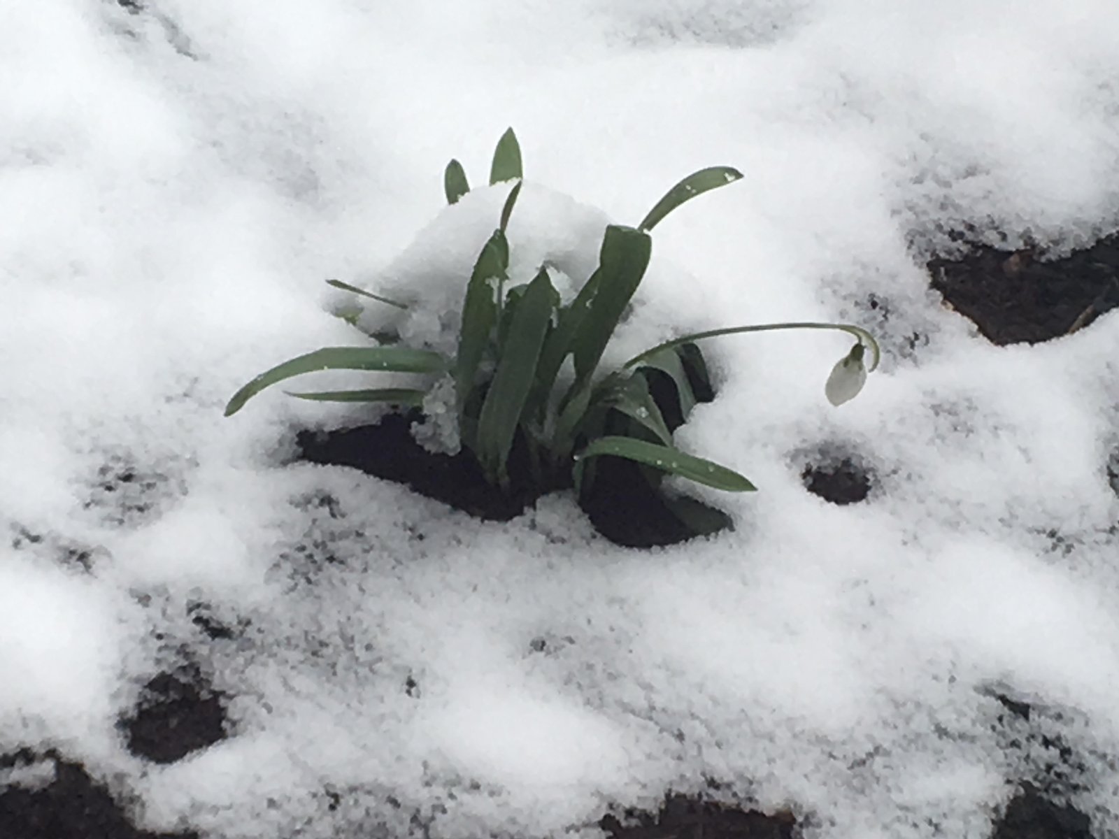 February 15, 2019 – Snowdrops