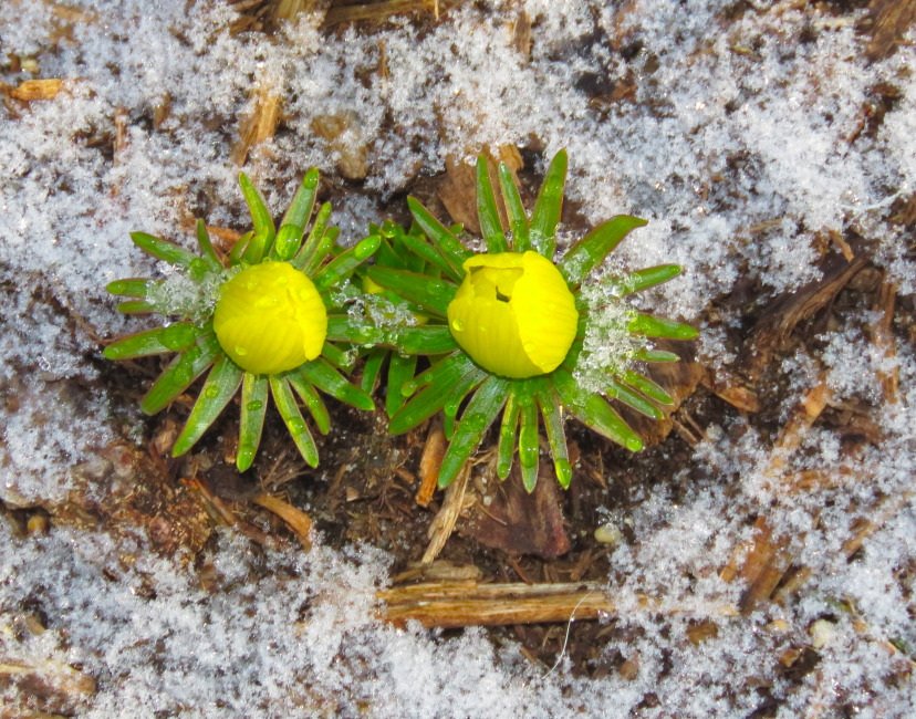 March 15, 2019 – Wolf’s bane