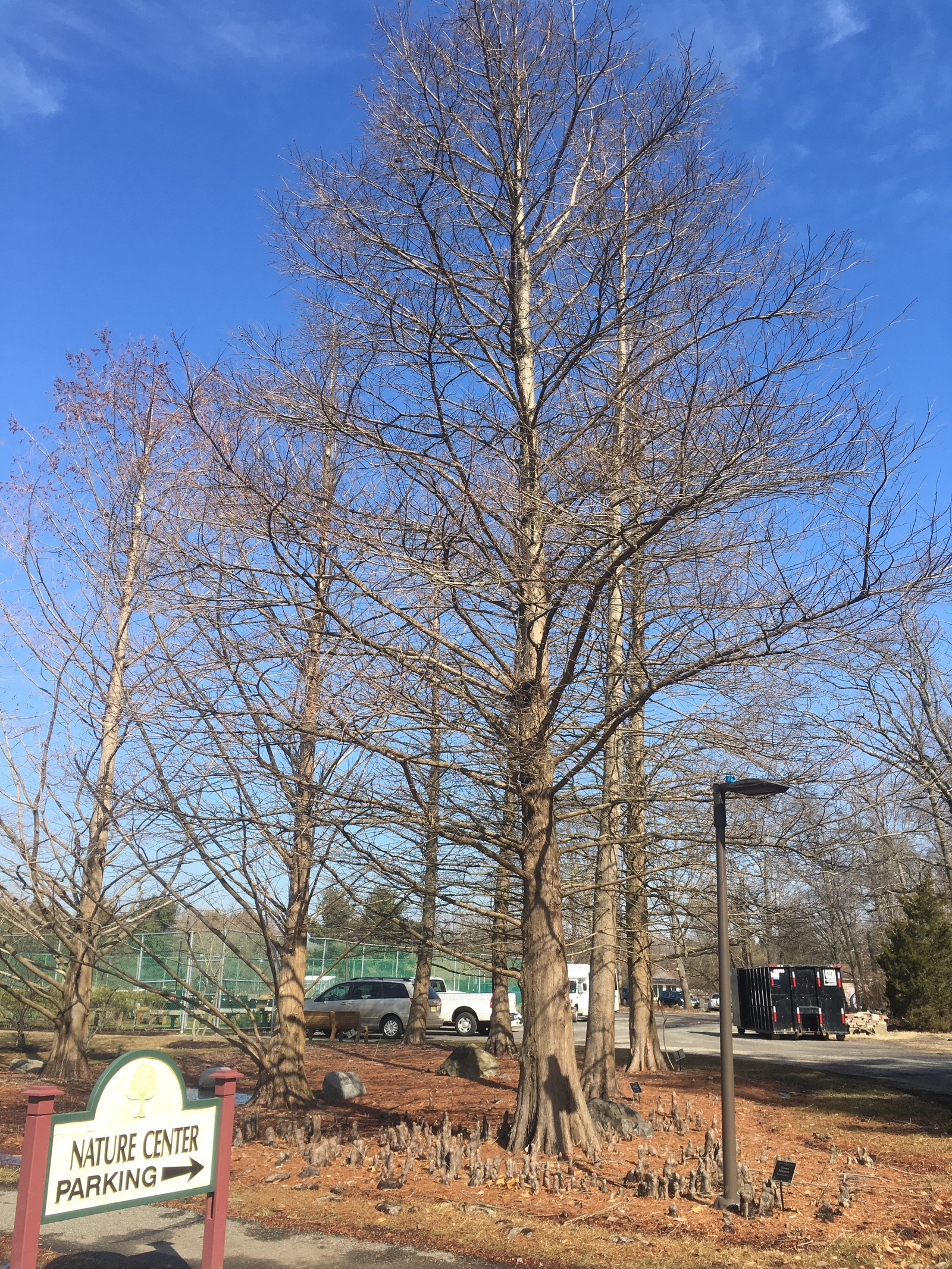 March 22, 2019 – Bald Cypress