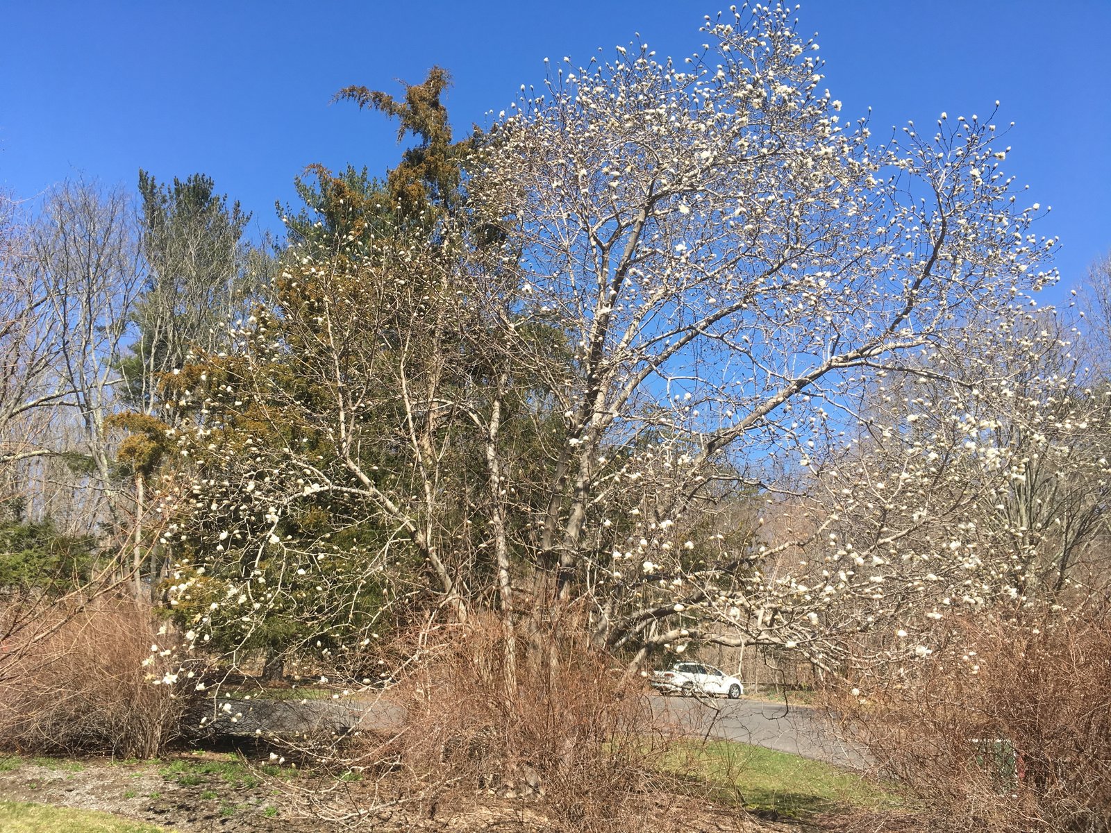 March 29, 2019 – Kobus Magnolia