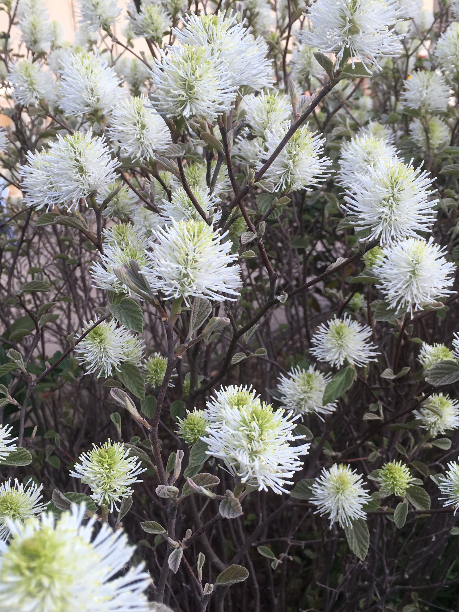 April 26, 2019 – Fothergilla