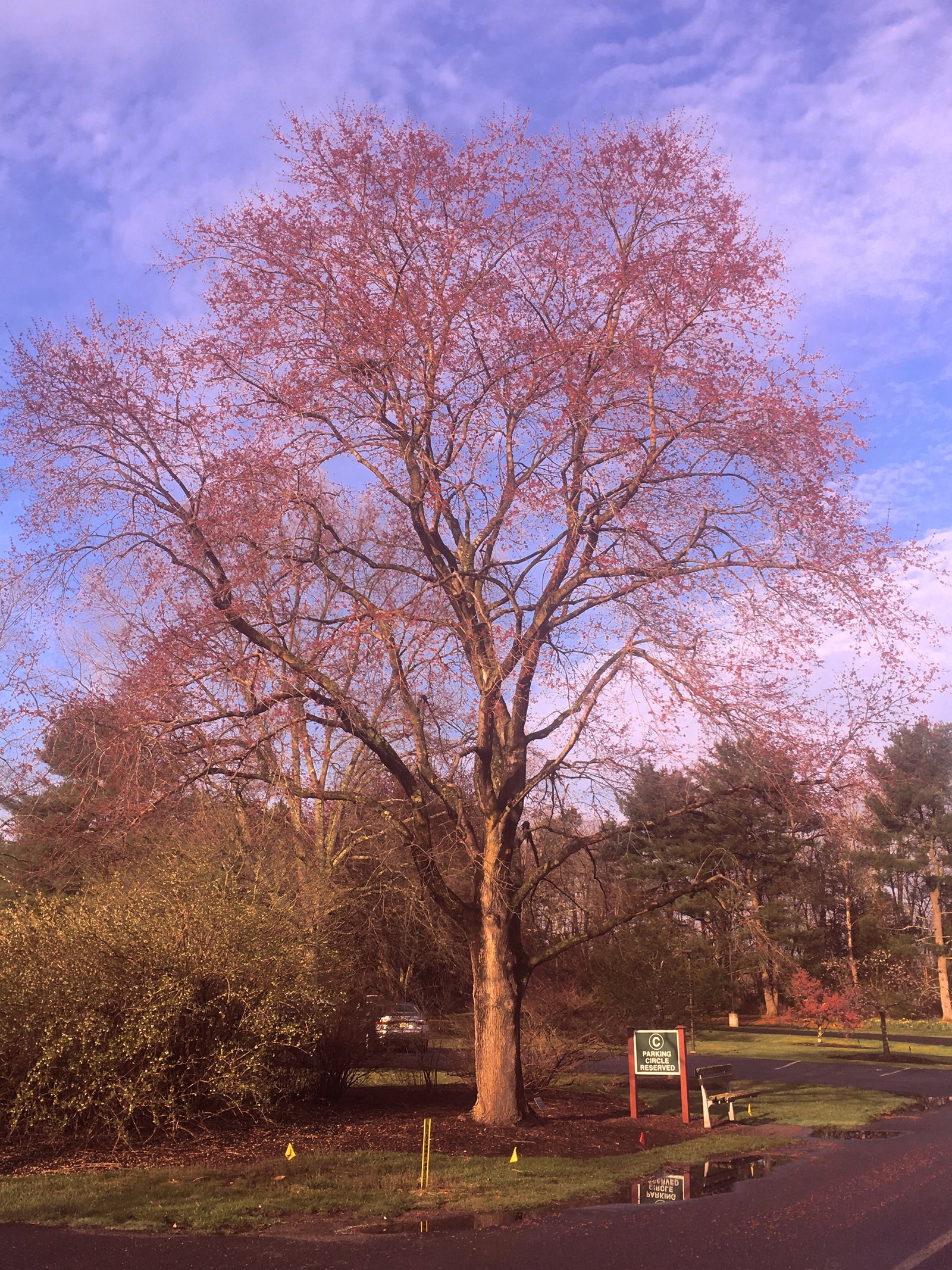 April 12, 2019 – Red Maple
