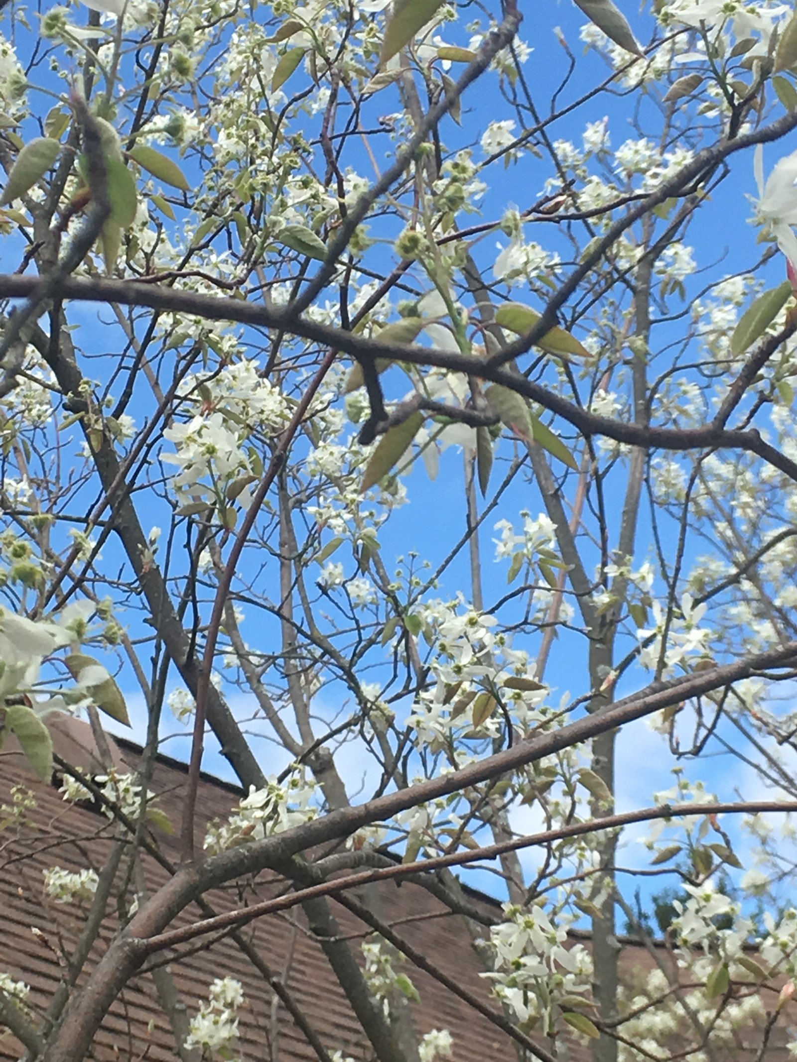 April 19, 2019 – Serviceberry