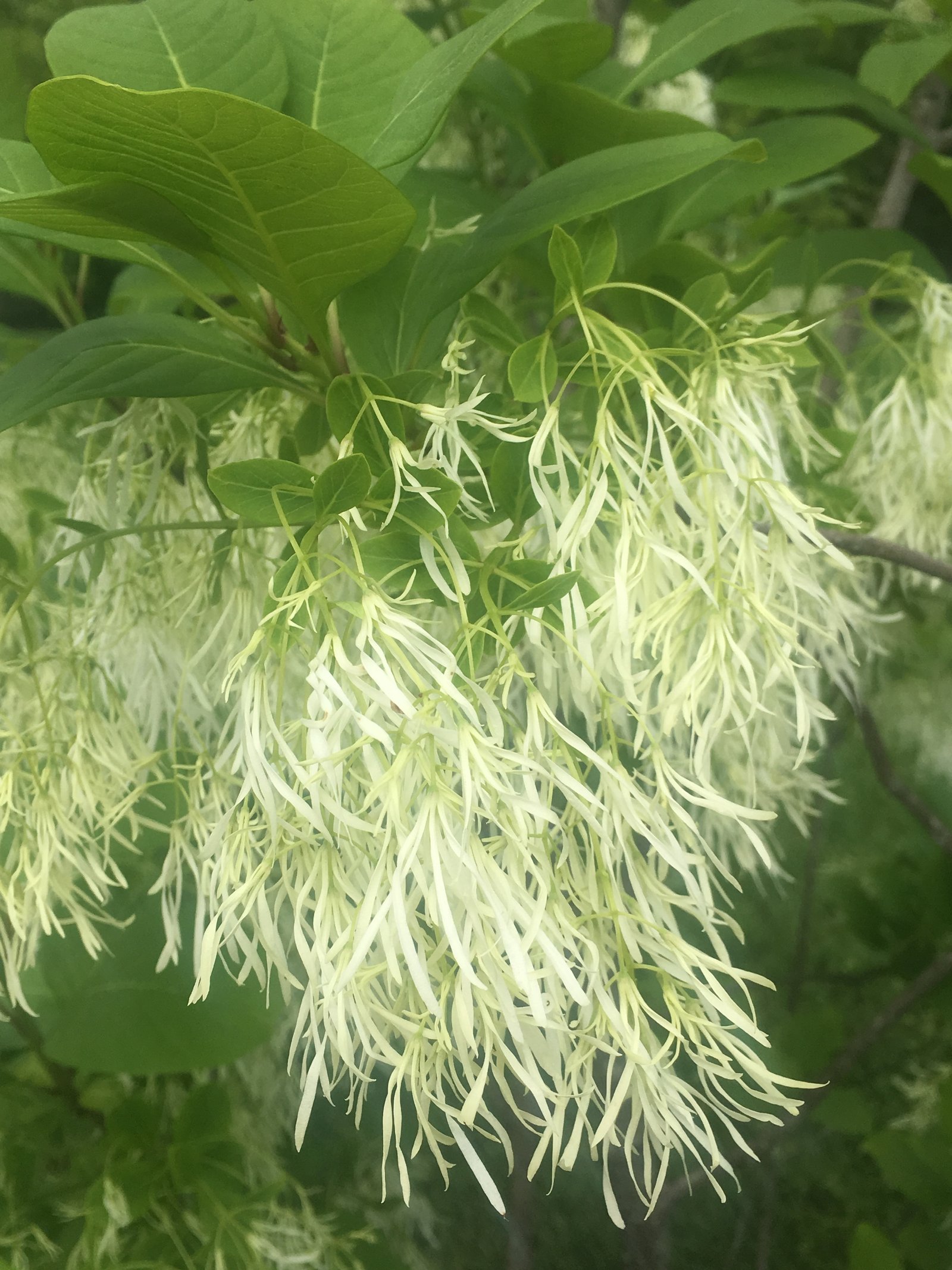 May 17, 2019 – Fringetree