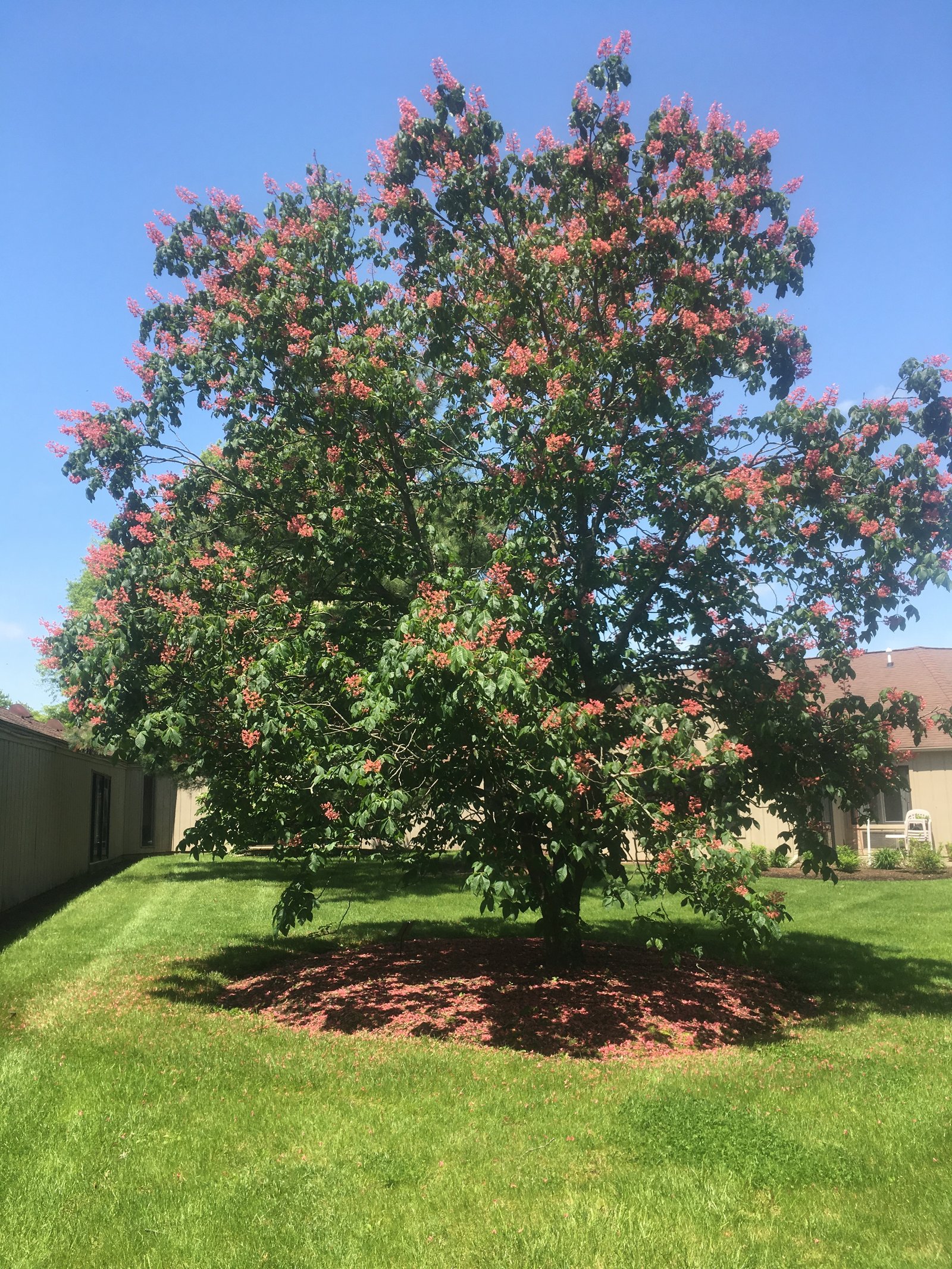 May 9, 2019 – Buckeye