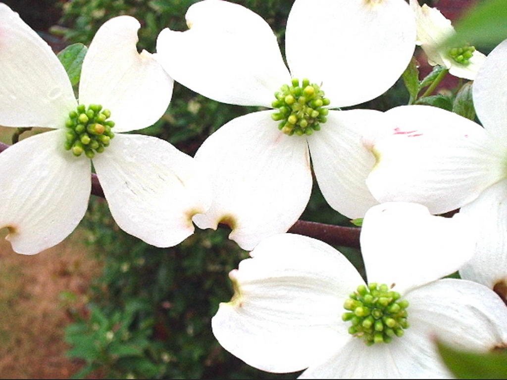 May 24, 2019 – Dogwood