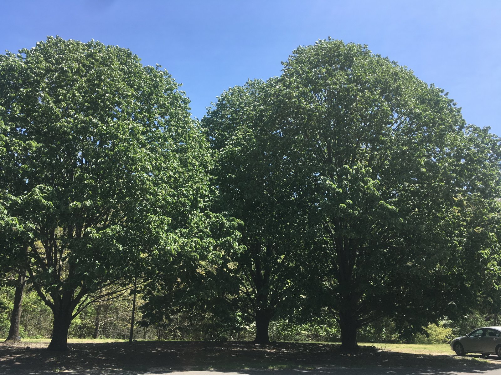 May 2, 2019 – Silver Linden
