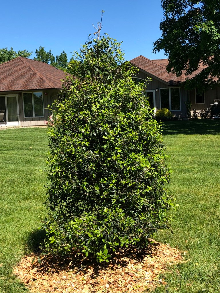 Longwood Gold holly