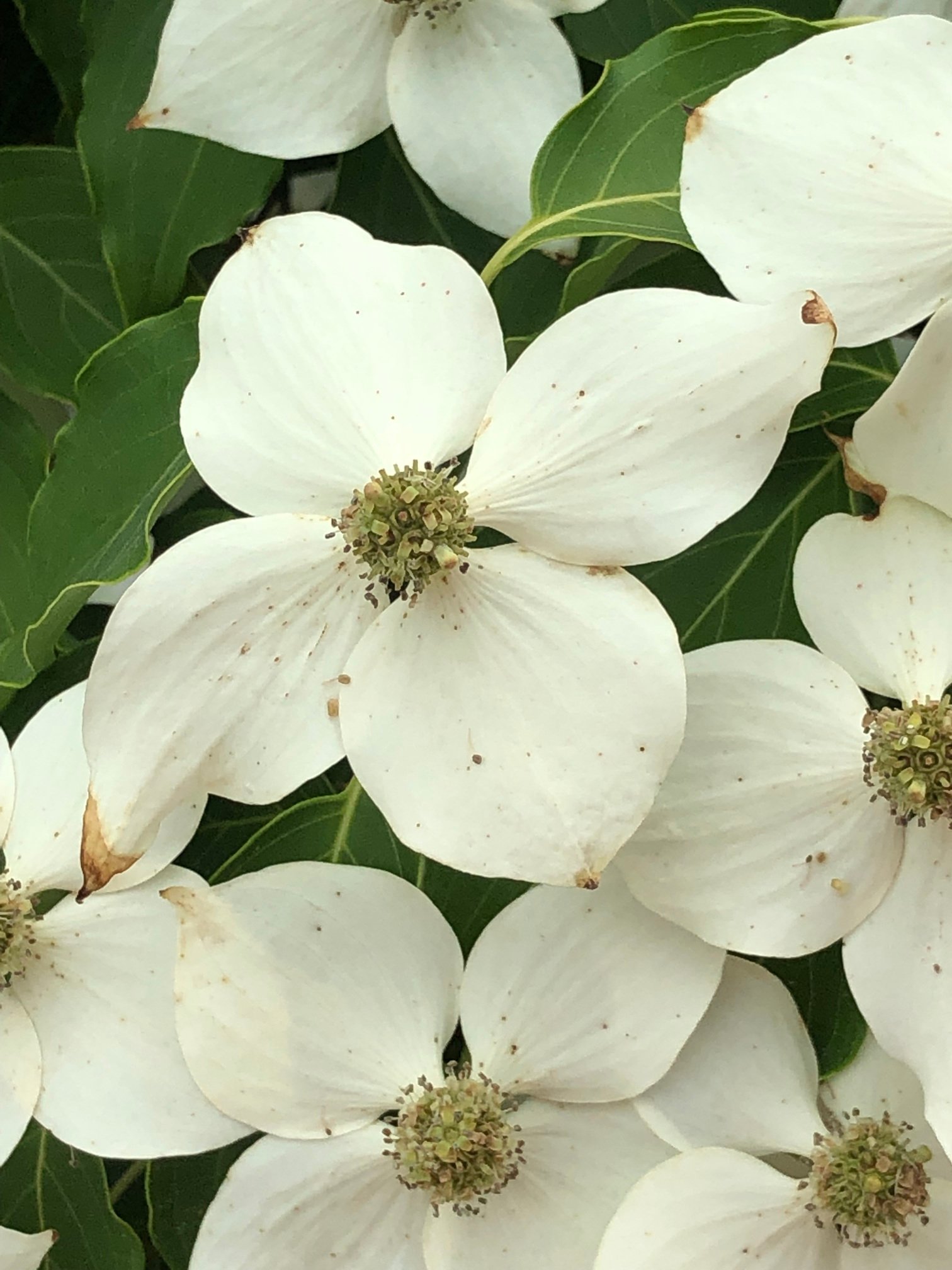June 7, 2019 – Kousa Dogwood
