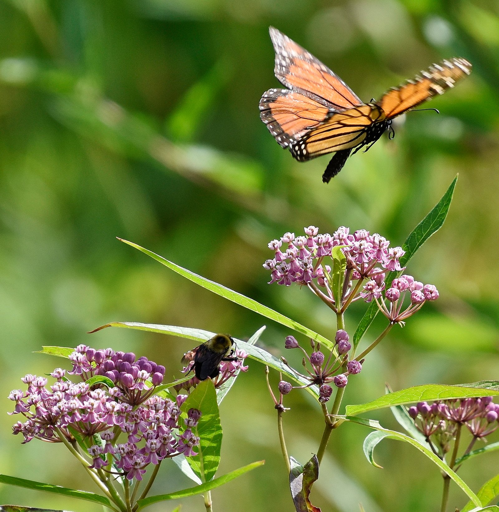 June 14, 2019 – Lumberton Meadow