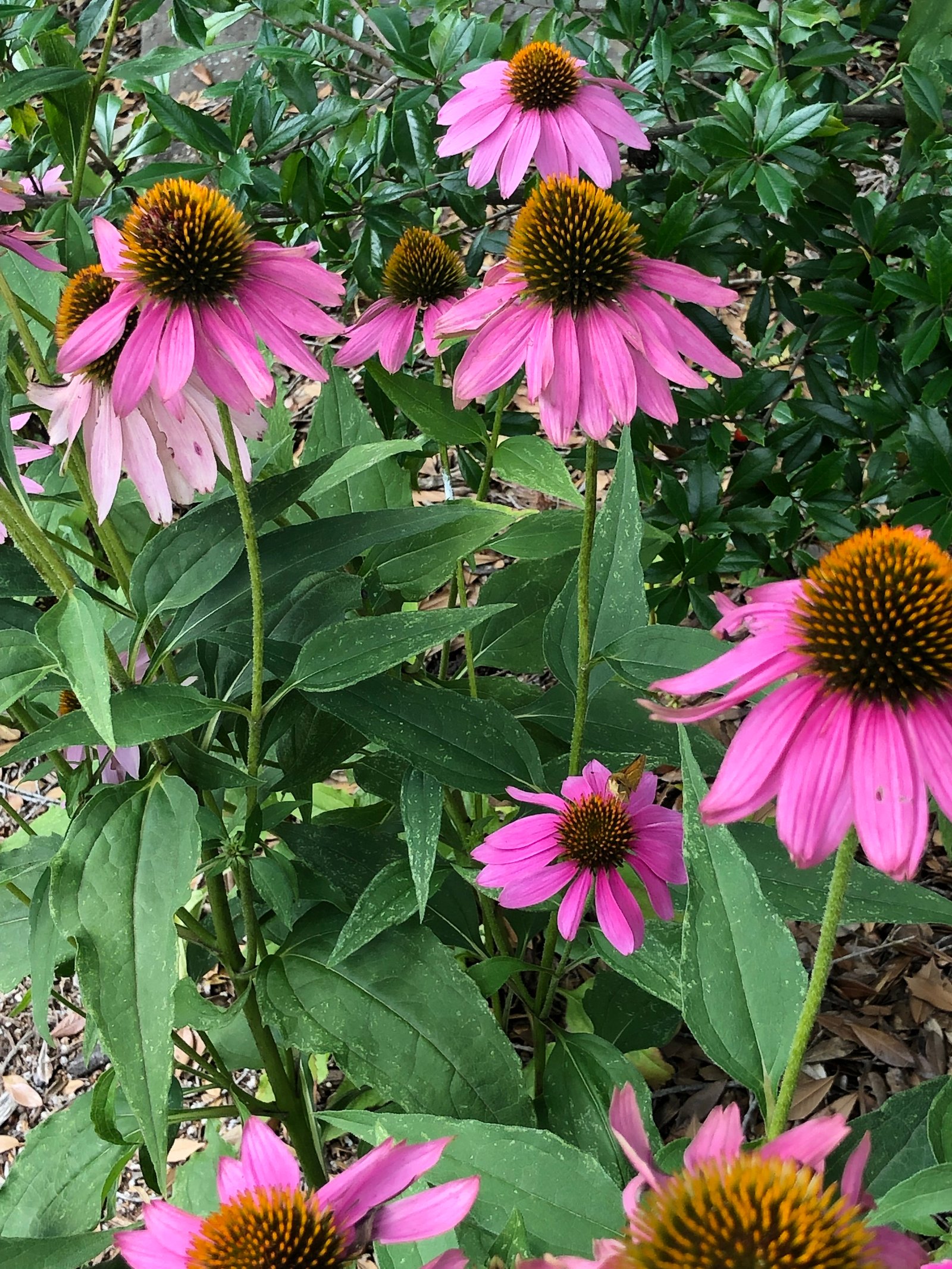 July 19, 2019 – Coneflowers