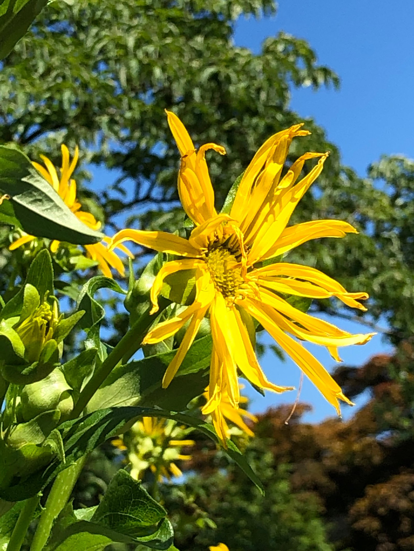 July 5, 2019 – Cup Plant