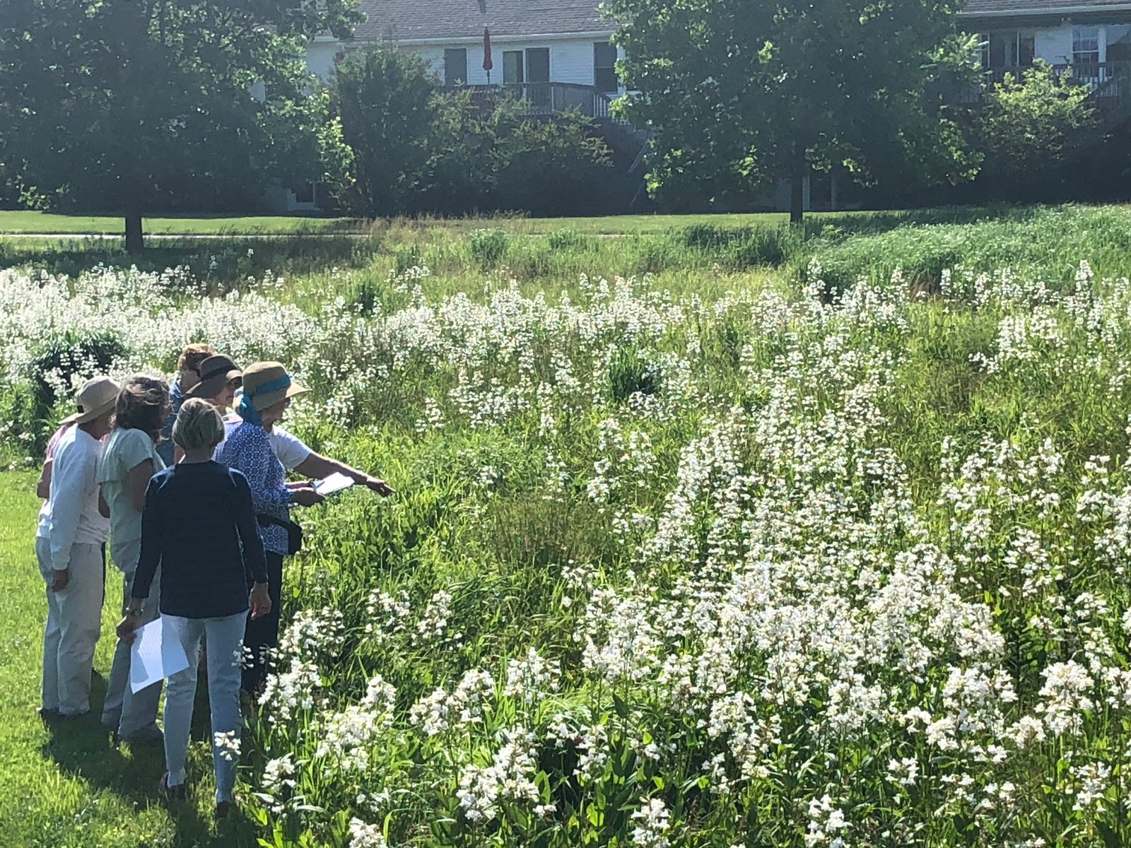 July 12, 2019 – Meadow restoration
