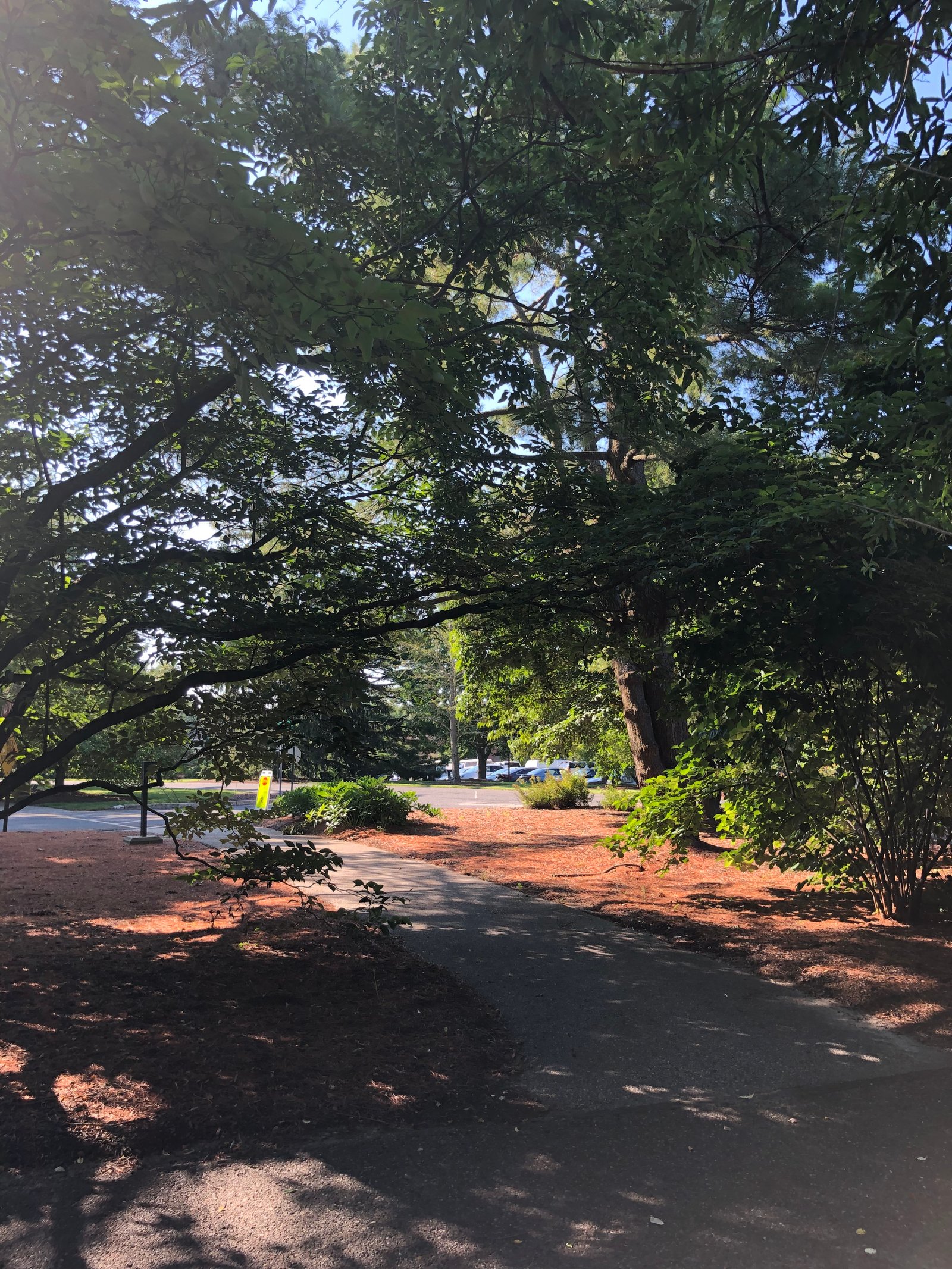 Shady walk, Medford Leas
