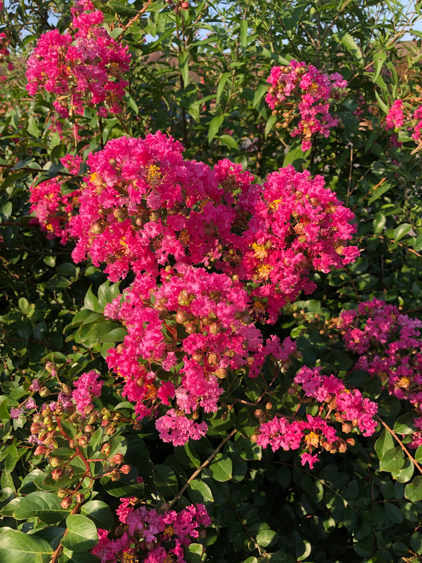 Aug. 2, 2019 – Crape Myrtle