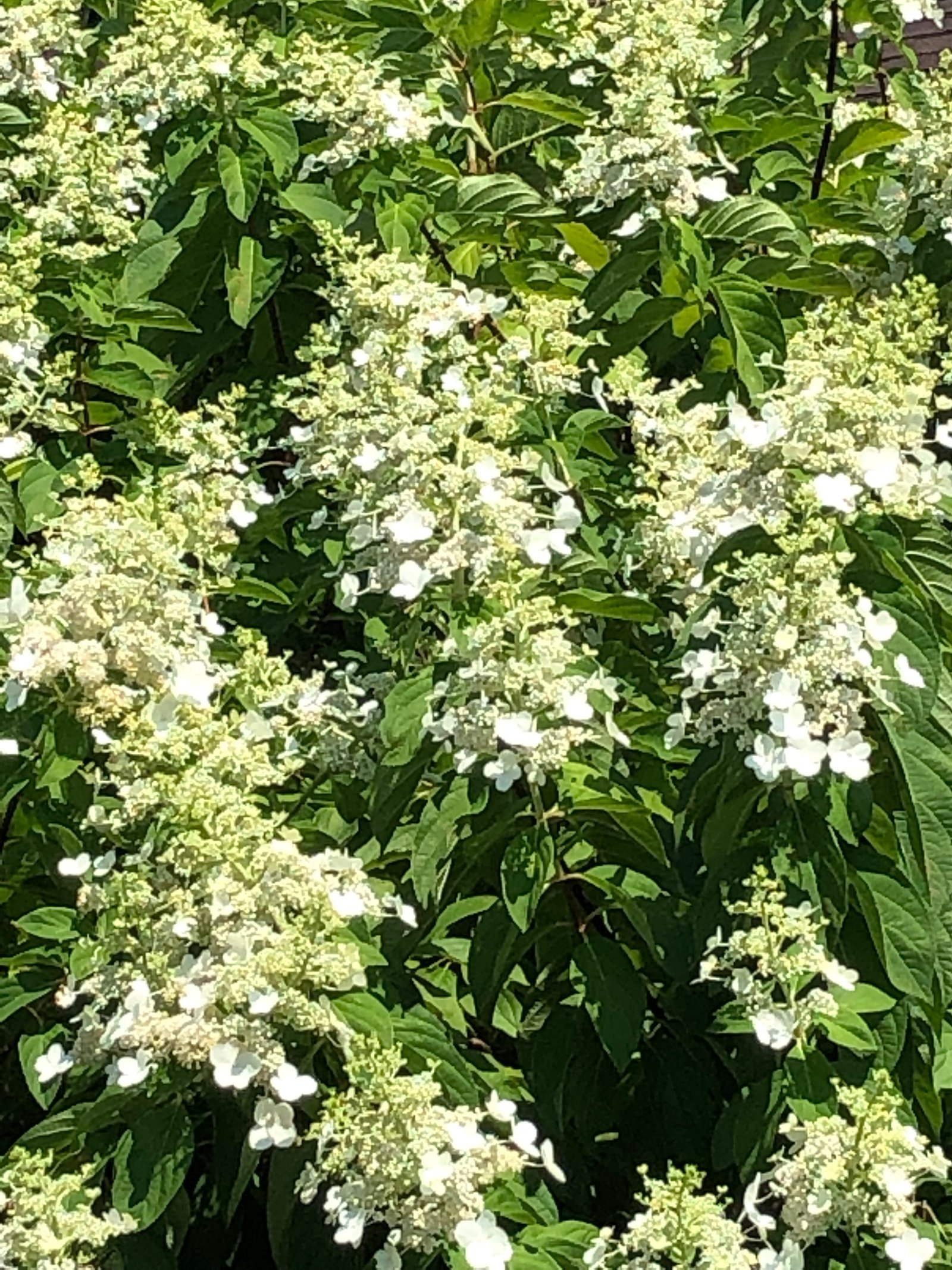 Aug. 9, 2019 – Hydrangea paniculata
