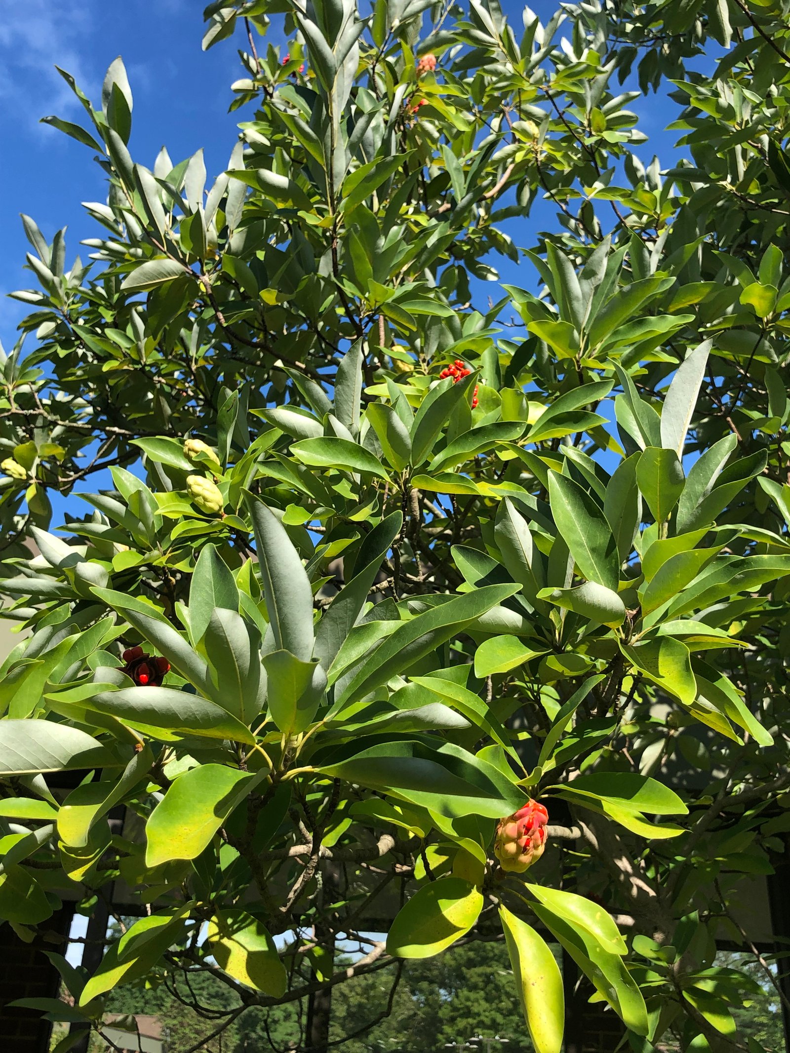 August 30, 2019 – Sweet Bay