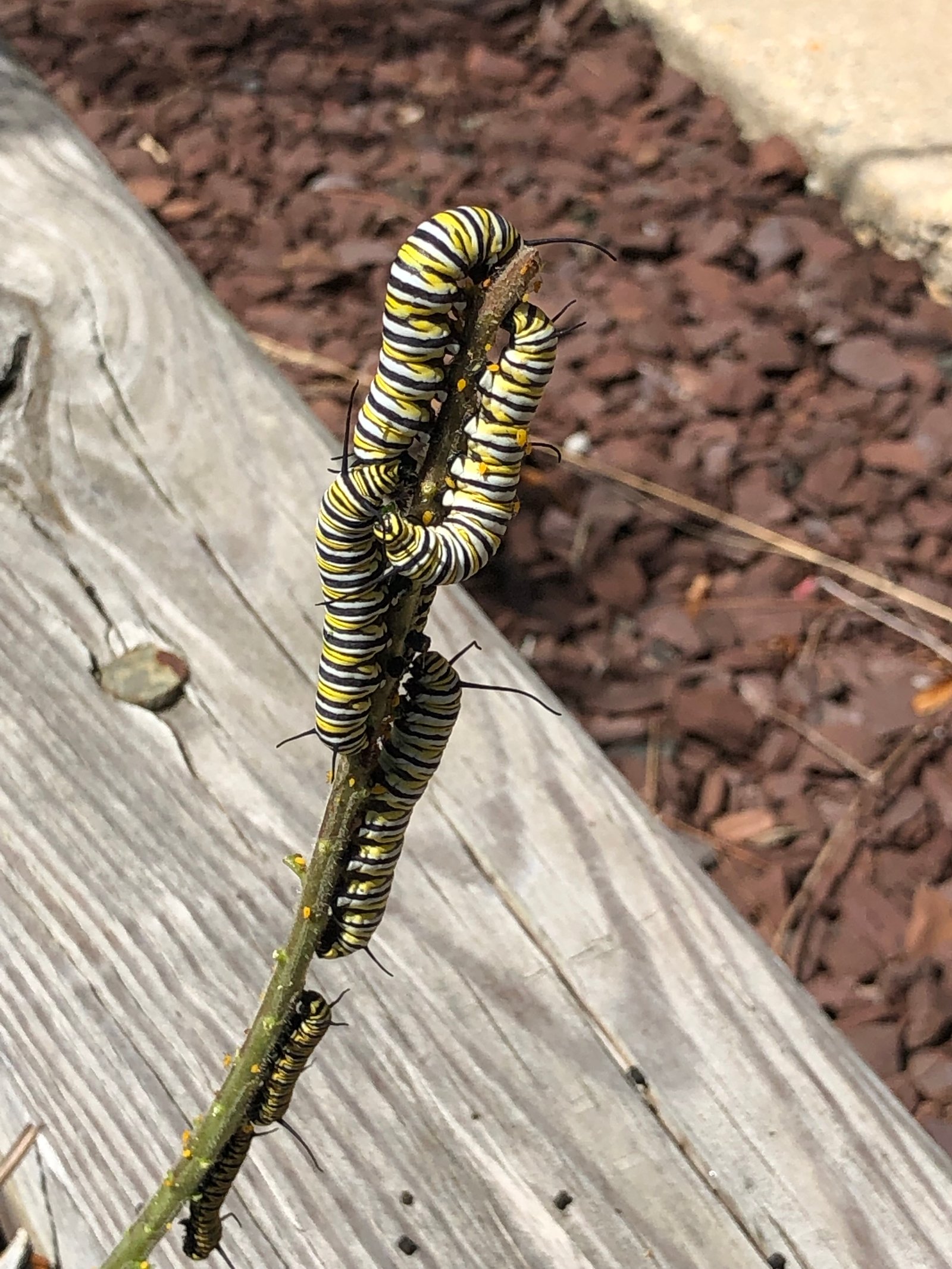 August 15, 2019 – Monarchs