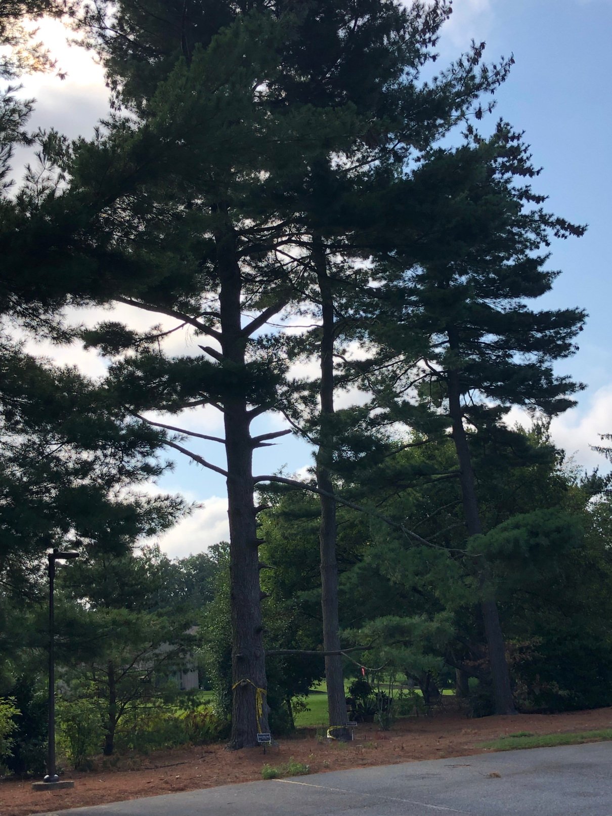 August 23, 2019 – Old pines