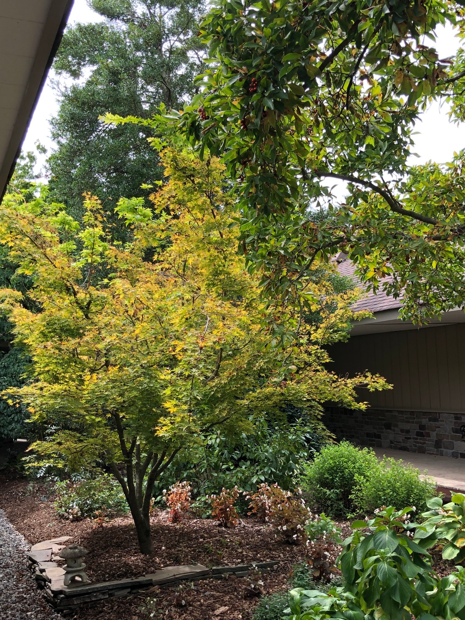 September 13, 2019 – Japanese maple