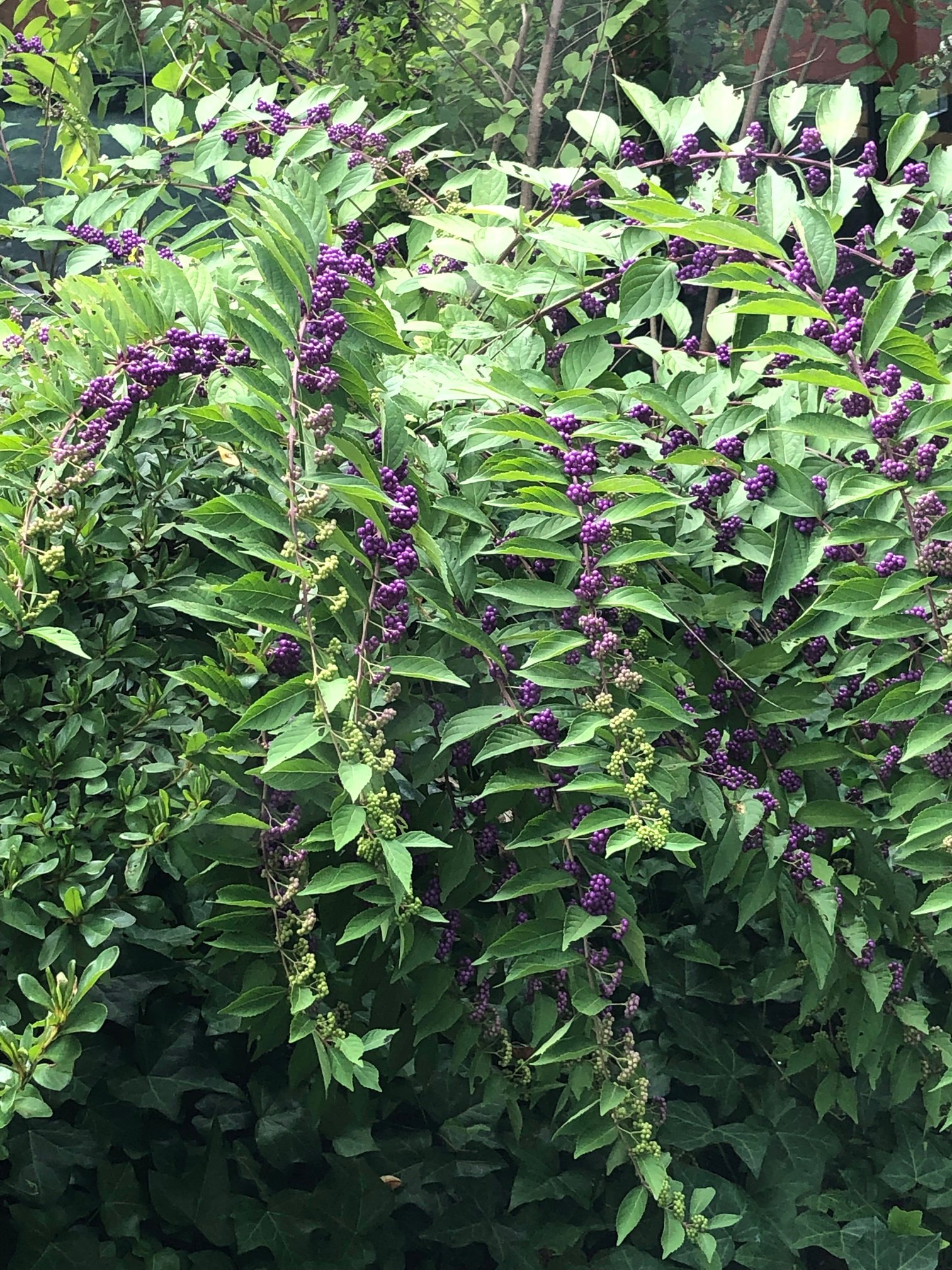 September 20, 2019 – Beautyberry