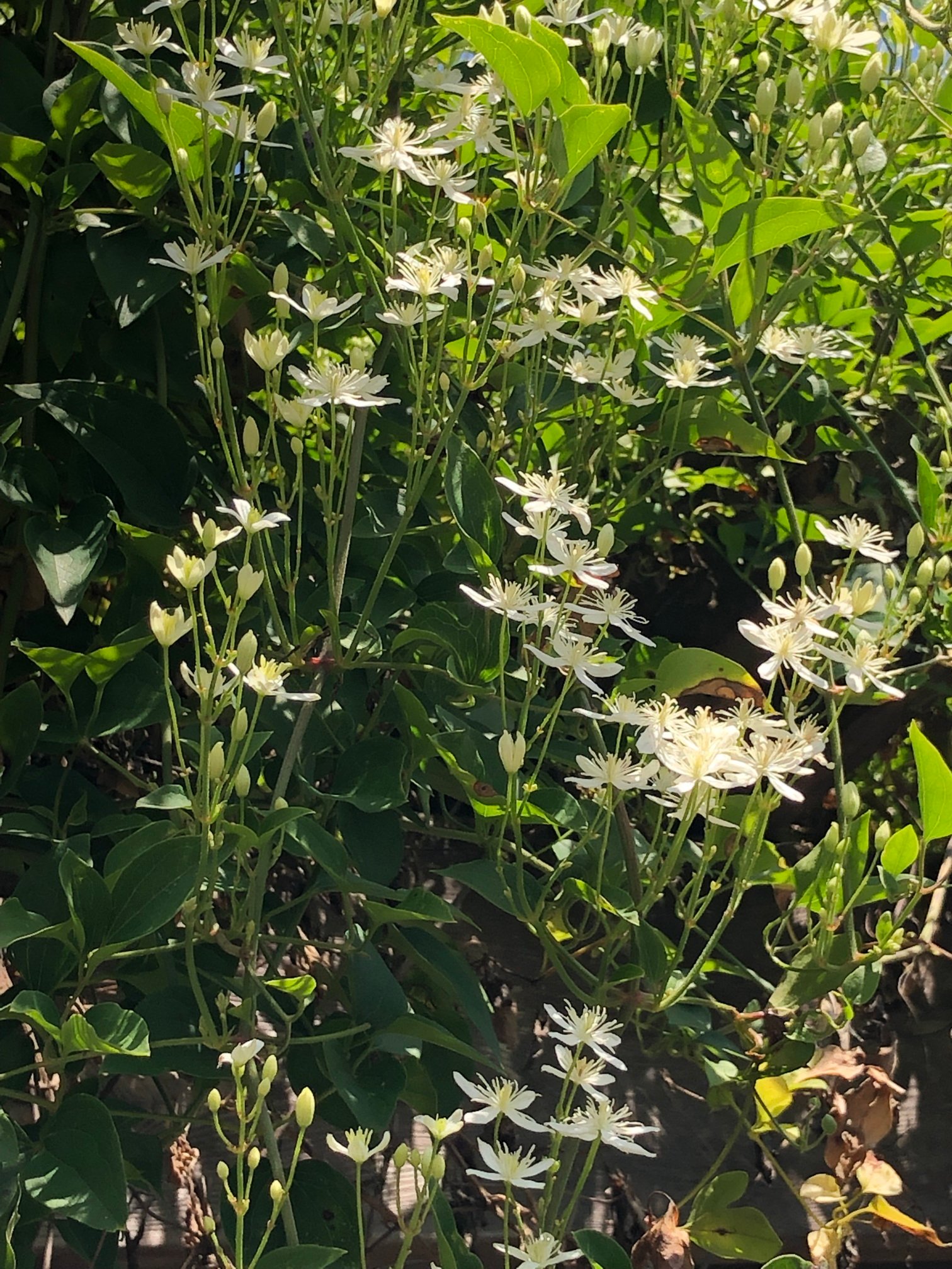 September  6, 2019 – Autumn Clematis