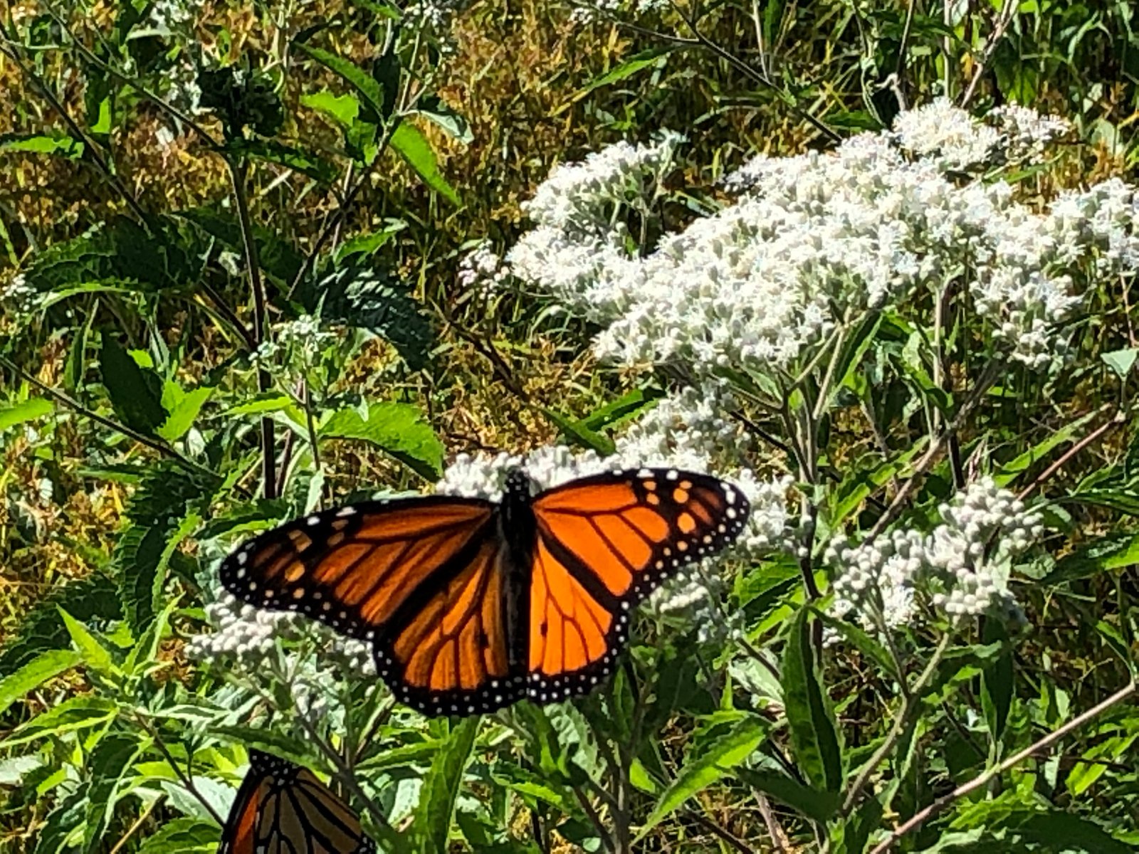 September 27, 2019 – Gold and white